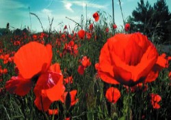 Picture of Poppyfields, Suffolk Picture of Poppyfields, Suffolk