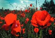 Picture of Poppyfields, Suffolk Picture of Poppyfields, Suffolk