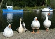 Picture of Six Mile Water Caravan Park, Antrim Picture of Six Mile Water Caravan Park, Antrim
