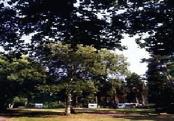 Picture of Round Plantation Caravan Club Site, Suffolk