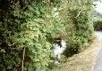 Picture of Cheddar Touring Caravan and Camping Park, Somerset Picture of Cheddar Touring Caravan and Camping Park, Somerset