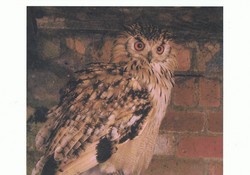 EagleOwl