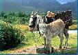 Picture of Connemara Caravan and camping Park, Galway Picture of Connemara Caravan and camping Park, Galway