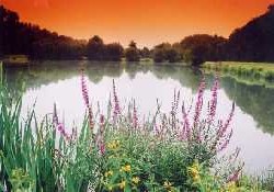 Picture of Camping Parc Merlin l'Enchanteur, Morbihan Picture of Camping Parc Merlin l'Enchanteur, Morbihan