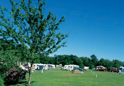 Picture of Moreton Camping and Caravanning Club Site, Dorset