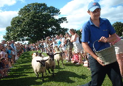 Running Lambs