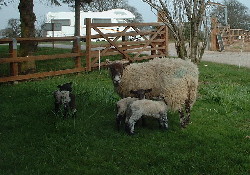 WH Lambs