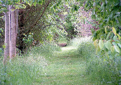 The Dog Walk