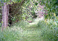 The Dog Walk