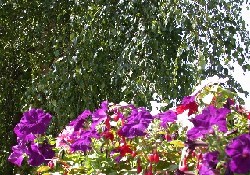 Picture of Bath Marina & Caravan Park, Somerset Picture of Bath Marina & Caravan Park, Somerset