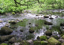 Picture of Old Park Wood Caravan Park, Cumbria Picture of Old Park Wood Caravan Park, Cumbria