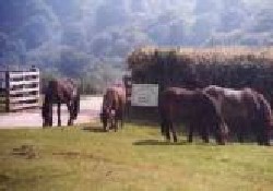 Picture of Halse Farm Caravan And Tent Park, Somerset Picture of Halse Farm Caravan And Tent Park, Somerset