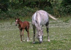 Picture of Eastland Meadows Country Park, Essex Picture of Eastland Meadows Country Park, Essex