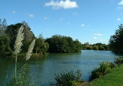 Picture of Homestead Lake Country Park, Essex Picture of Homestead Lake Country Park, Essex