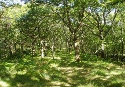 Woodland