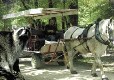 Picture of Zoodyssée Animal Adventure Park, Deux-Sévres
