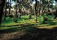 Picture of Sunelia La Forêt***, Gironde Picture of Sunelia La Forêt***, Gironde