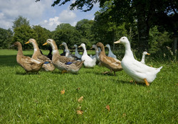 Picture of Harford Bridge Holiday Park, Devon, South West England