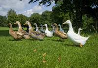 Picture of Harford Bridge Holiday Park, Devon, South West England