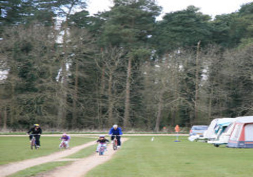 Picture of Thetford Forest Camping and Caravanning Club Site, Norfolk, East England