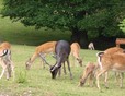 Regular visitors see our Video Presentation