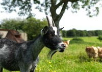 Picture of Hollins Farm Holiday Park, Lancashire, North of England