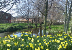 Picture of Beeston Regis Caravan Park, Norfolk, East England