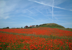 Picture of Beeston Regis Caravan Park, Norfolk, East England