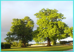 Picture of Kings Lynn Caravan &amp; Camping Park, Norfolk, East England