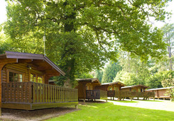 Picture of Whitemead Forest Park, Gloucestershire, Central South England