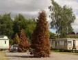 Picture of Beech Hedge Caravan Park, Perth & Kinross Picture of Beech Hedge Caravan Park, Perth & Kinross