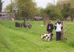 Picture of Midbrooks Campsite, Wiltshire