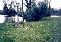 Picture of Le Camping Municipal, Marne