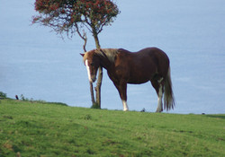 Picture of Wide Horizons Holiday Park, Ceredigion, Wales