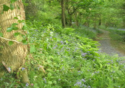 Bluebells in our woodland walk 