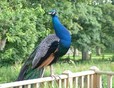 Picture of Dronwy Caravan Park, Isle of Anglesey