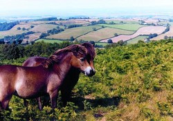 Quantock Orchard Caravan Park, Somerset