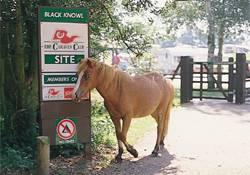 Picture of The Caravan Club, West Sussex